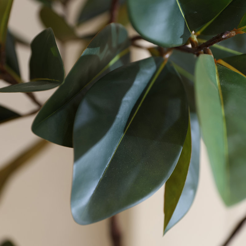 Arbre de magnolia 70 po