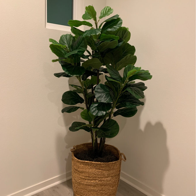 Joss & Main Fiddle Leaf Fig Tree with Basket & Reviews | Wayfair