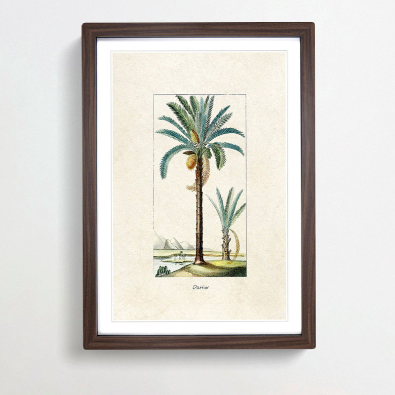 Illustration of a Date Palm Tree - Framed Print, 36cm H x 27cm W x 2cm D, Walnut Framed