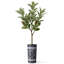 Arbre à fleurs artificiel rayé artificiel en soie artificielle (pot et arbre)-104345557