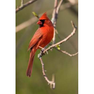 Northern Cardinal - Wrapped Canvas Print