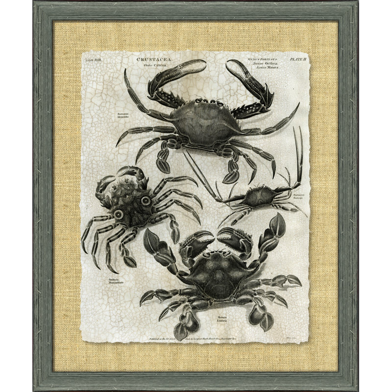 Crackled Crustacean I Print