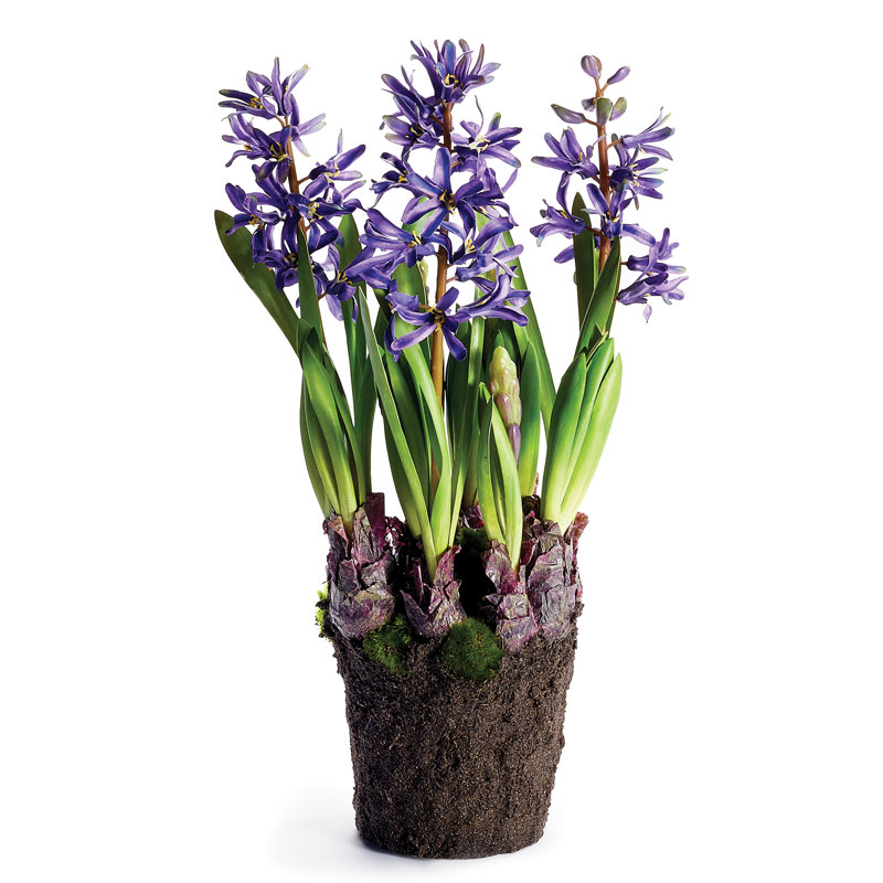 Plante florale à insertion jacinthe, Violet