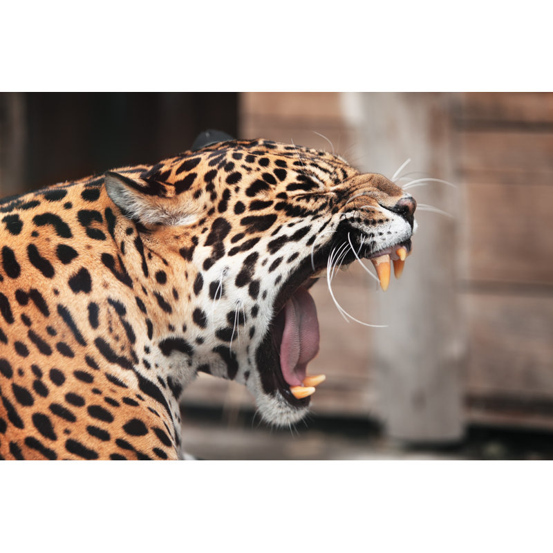 Roaring Jaguar Portrait Of Wild Animal by Bedrin-Alexander - Wrapped Canvas Print, 30cm H x 46cm W x 3.8cm D