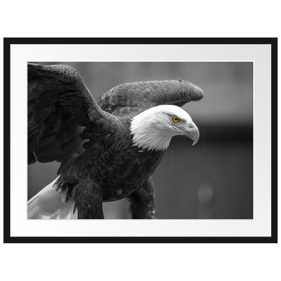 Gerahmtes Poster Schöner Weißkopfseeadler