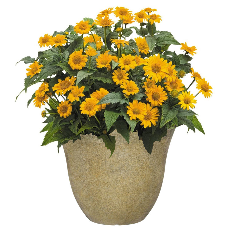 Ayaah Resin Indoor / Outdoor Pot Planter, 7" H x 12.25" W x 15" D, Gray