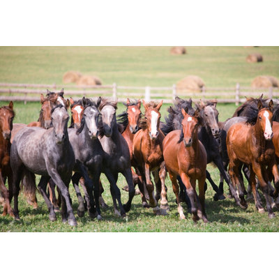 " Herd Of Young Horses " by Afhunta