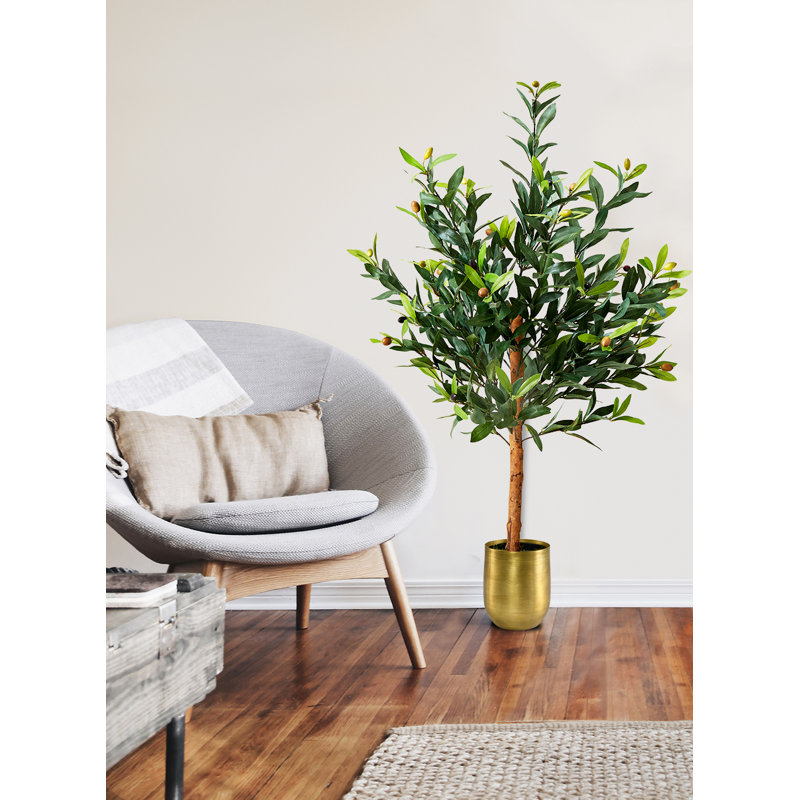Arbre olive en pot