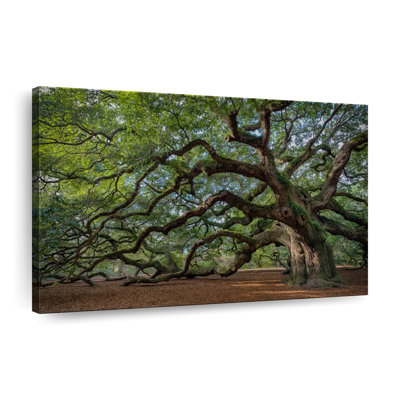 " Angel Oak Tree Canvas Print "