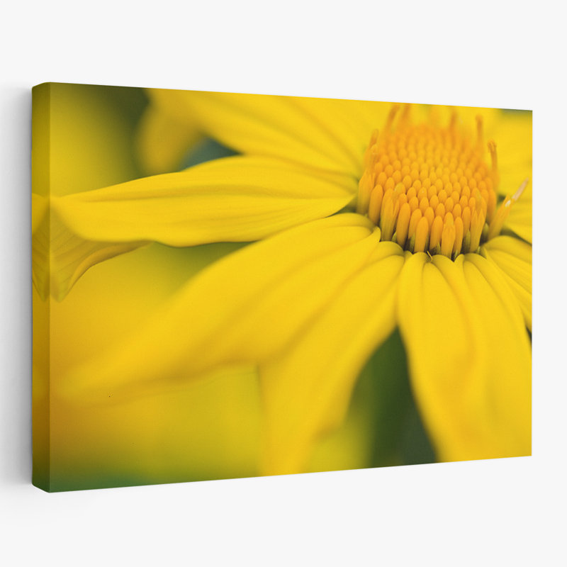 Plantes, fleurs, marguerite élégante I, art mural, H 24 po x l 36 po