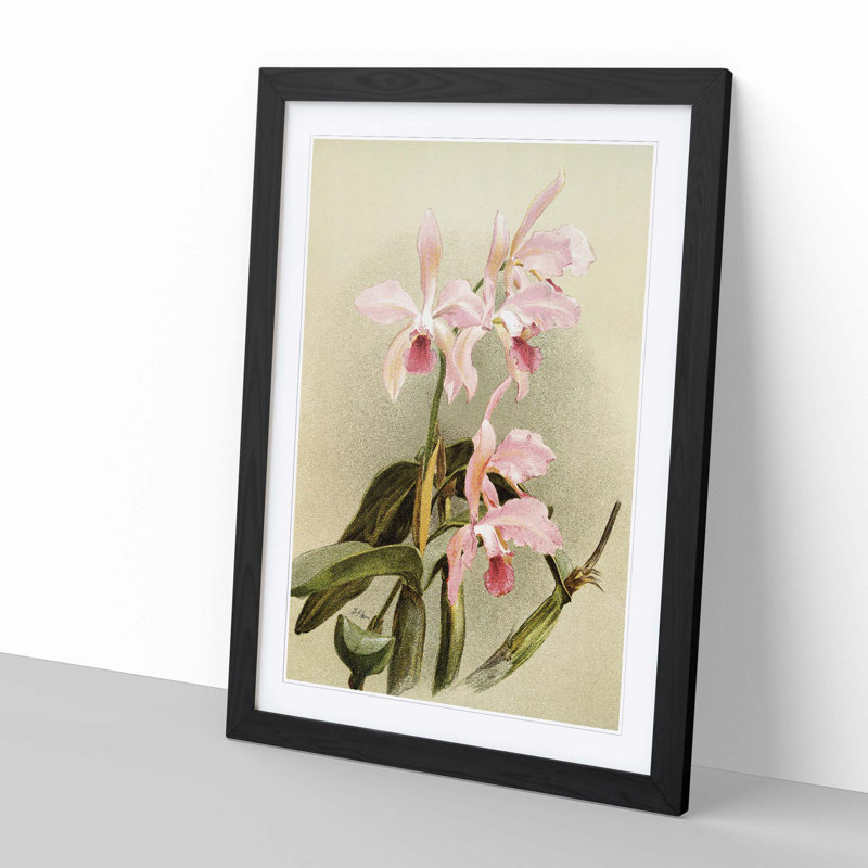 Magnolia Flowers Illustration Tab. 85 by Frederick Sander - Picture Frame Painting Print, 60cm H x 40cm W x 2cm D, Black
