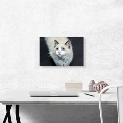 Ragdoll Eyes - Wrapped Canvas Photograph Print