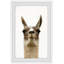 « llama face », reproduction d’impression encadrée-26400891