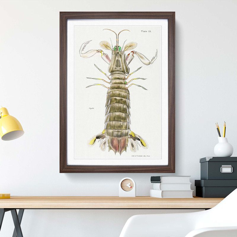 Mantis Shrimp by J.E. De Kay - Picture Frame Painting Print, 36cm H x 27cm W x 2cm D, Walnut Framed