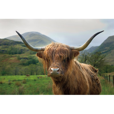 Bouvier écossais Highland II