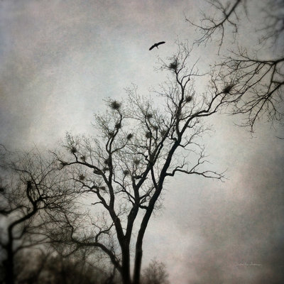 The Rookery The Heron
