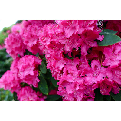 " Magenta Azalea Tree " by Pointandclick