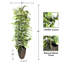 Ficus artificiel 96 po en pot