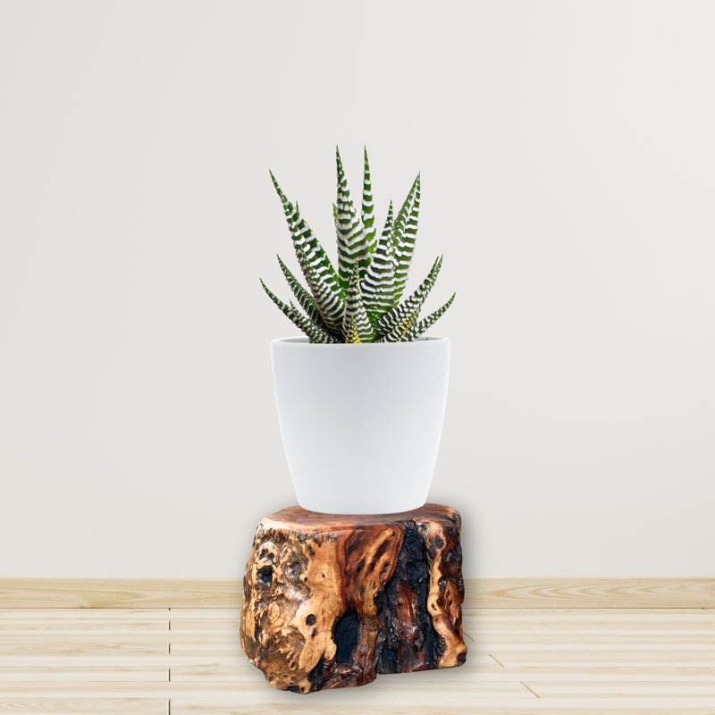 Natural Tree Trunk Stump Stool With Live Edge Solid Wood Plant Stand, Stool, Garden Bench, Side Table, End Table (d11in X H6in)