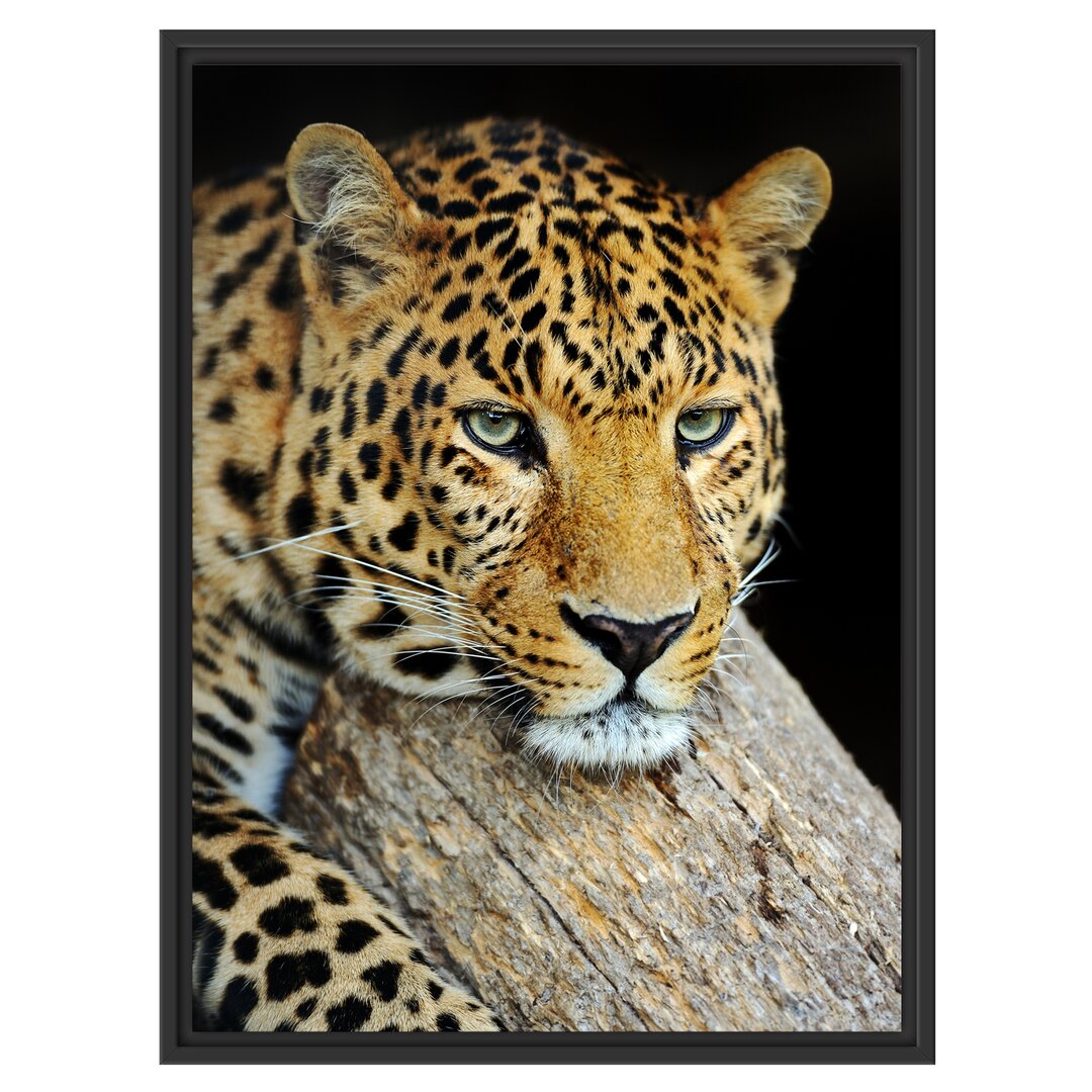 Gerahmtes Wandbild Ruhiger Leopard