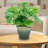 Ailynn Round Imperial Ceramic Outdoor Planter-1857609948-1857609946