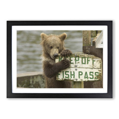 Brown Bear Cub Framed Photographic - Framed Print
