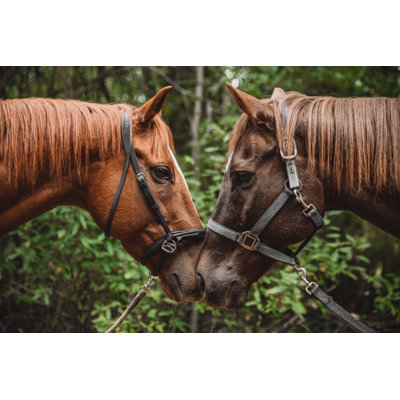 Chevaux par Marco Vdm