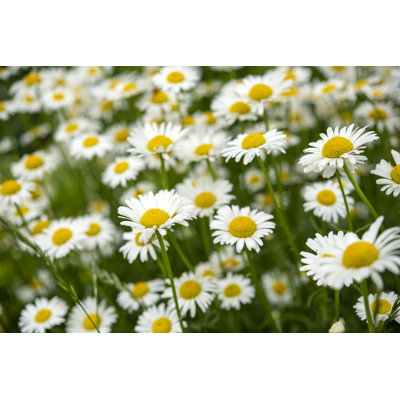 Marguerite par Aimintang