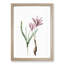 Pink Autumn Crocus Flowers by Pierre-Joseph Redoute - Picture Frame Painting Print-55583464-55583467