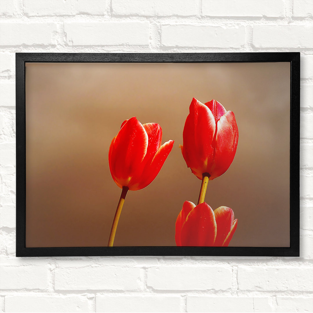 Rote Tulpe Trio - Druck