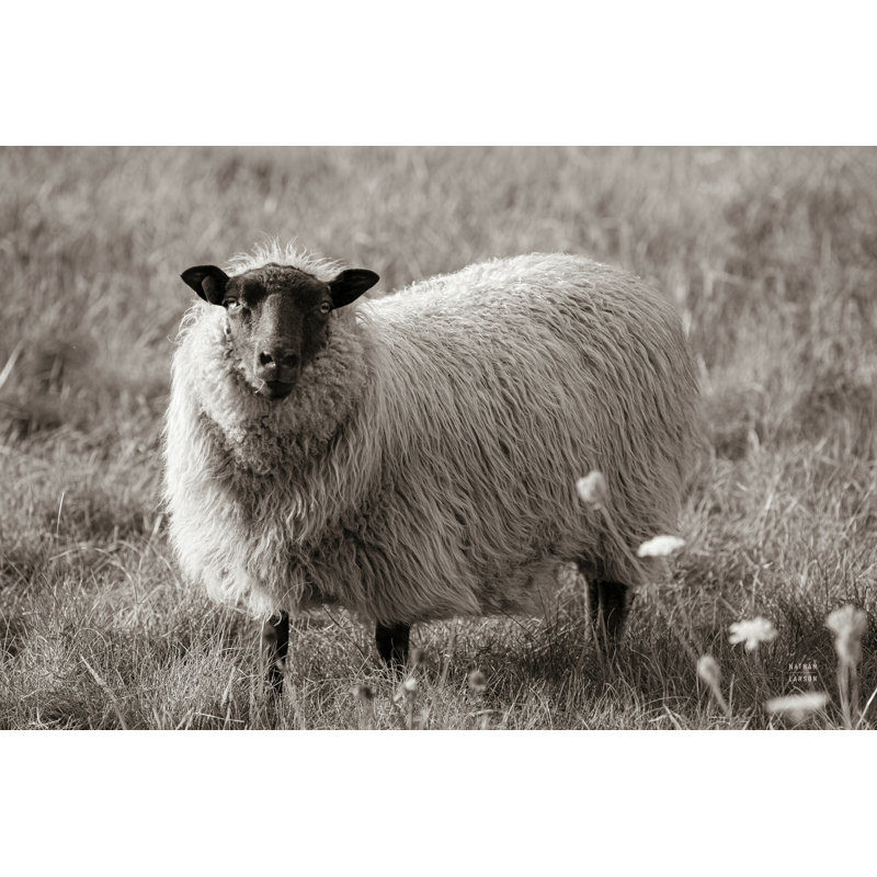 «Sepia Sheep» par Nathan Larson - reproduction imprimée, H 8 po x l 12 po, Toile tendue