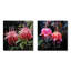 Pétale rose fuchsia coccinea fleurs I-941795753