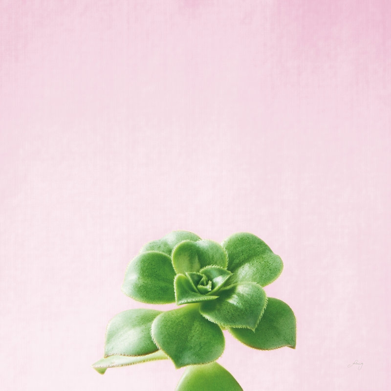 Succulent Simplicity VII by Felicity Bradley - Wrapped Canvas Print, 91cm H x 91cm W x 3.8cm D