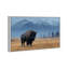 Mountain Bison I Print by Oliver Gal-101198005-101198006