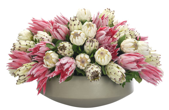 Protea, Pink Green, Concrete Bowl
