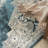 Oriental Indoor Rug-606980748