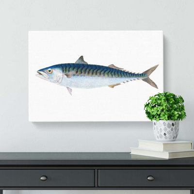 Mackerel Fish by Edward Donovan - Wrapped Canvas Painting