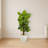 Large Leaf Philodendron Plant in Planter
