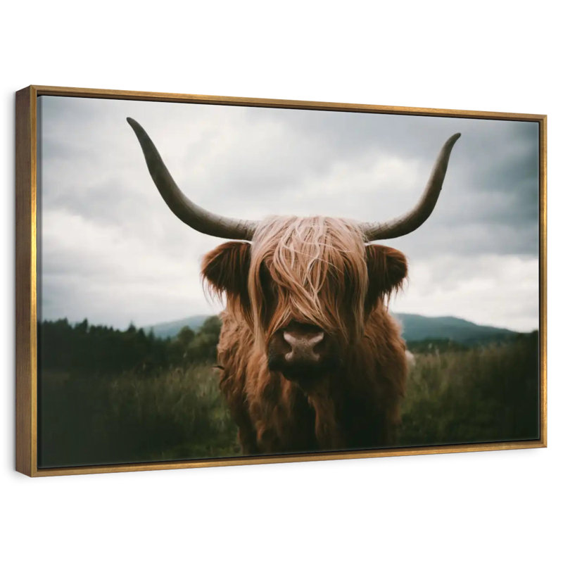 Vache Highland Open Field, Cadre flottant doré, 25 po x 17 po