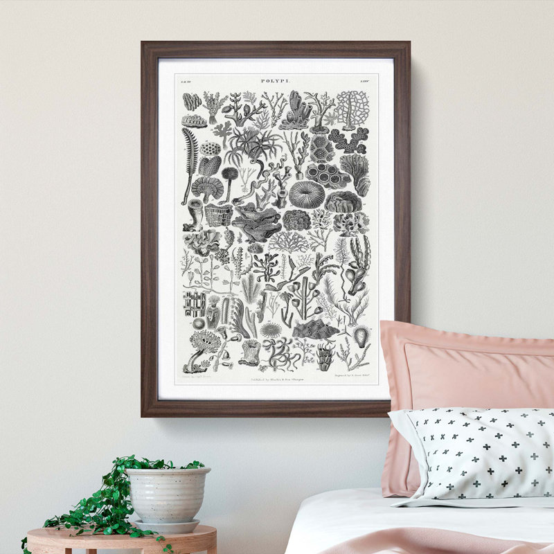 Coral Polyp Study by Oliver Goldsmith - Picture Frame Painting Print, 87cm H x 62cm W x 2cm D, Walnut Framed