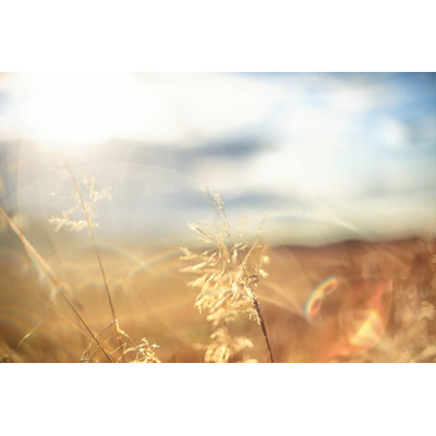 Summer Meadow par Rike