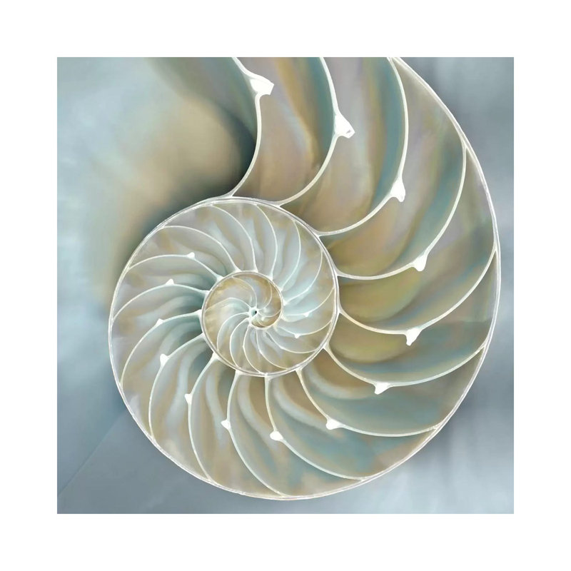 Nautilus In Blue II by Caroline Kelly - Gallery-Wrapped Canvas Giclée on Canvas, Wrapped Canvas, 30.48 cm H x 30.48 cm W