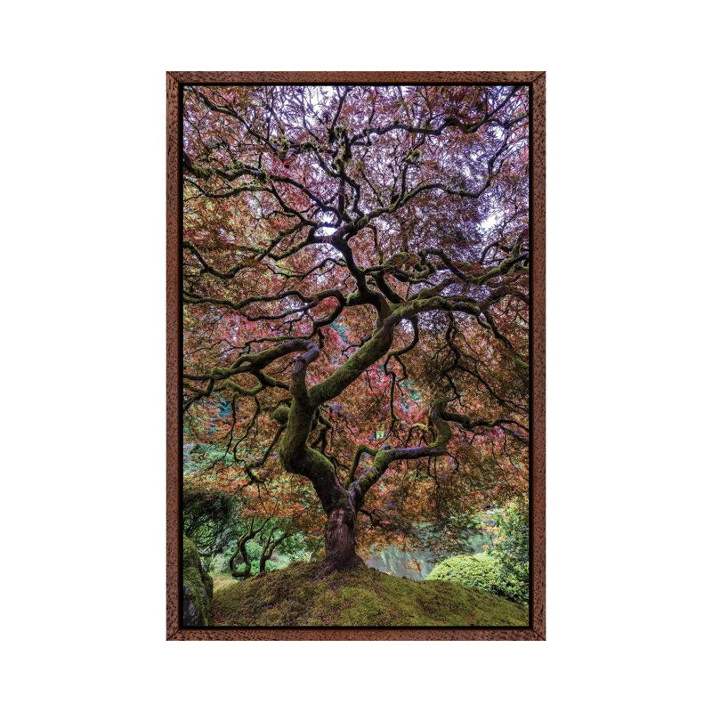 Japanese Maple Tree by Mike Centioli - Print on Canvas, 66.04cm H x 45.72cm W x 3.81cm D, Classic Brown Wood Floater Framed