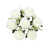 Cream White