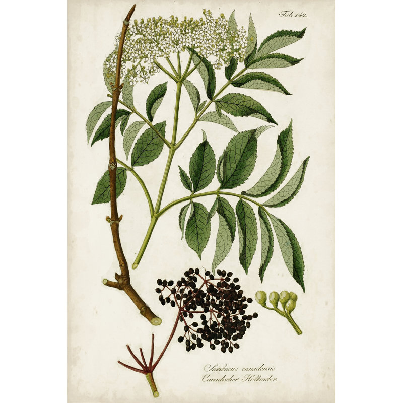 Antique Greenery V - Wrapped Canvas Print, 91cm H x 61cm W