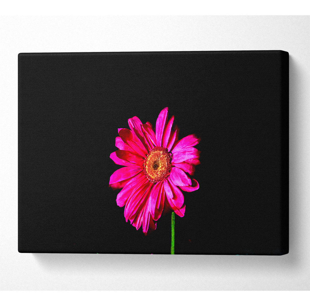 Hot Pink Gerber Daisy - Kunstdrucke auf Leinwand