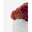 Bailey Sedum Artificial Plant