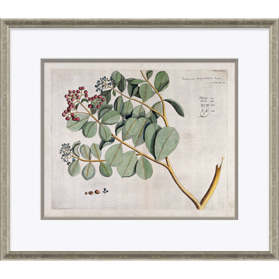 Malaberica (colorée) par Paul Cezanne - Peinture encadrée sur papier