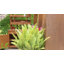 Banc en pot cypress