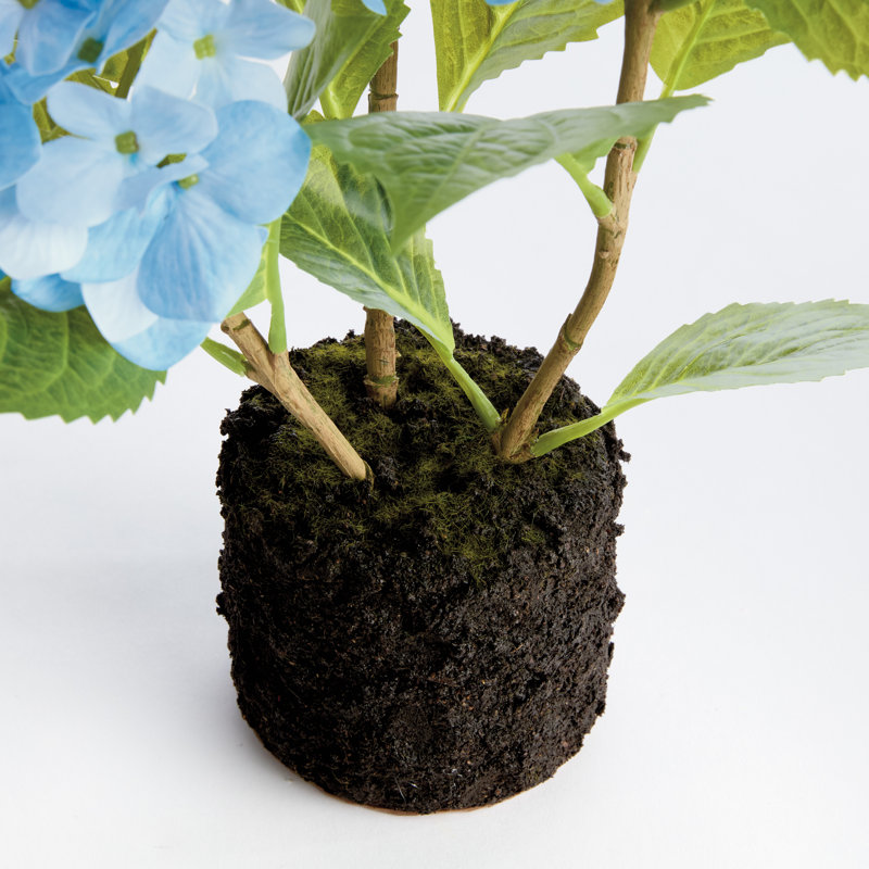 Hortensia à poser 18 po, Bleu clair